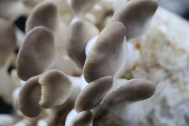 2024年第一批全国名特优新农产品公示成都10个产品上榜(图6)