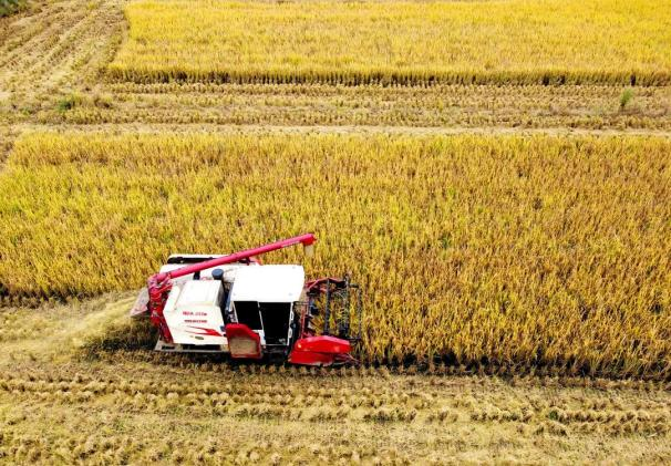 2024年第一批全国名特优新农产品公示成都10个产品上榜(图5)