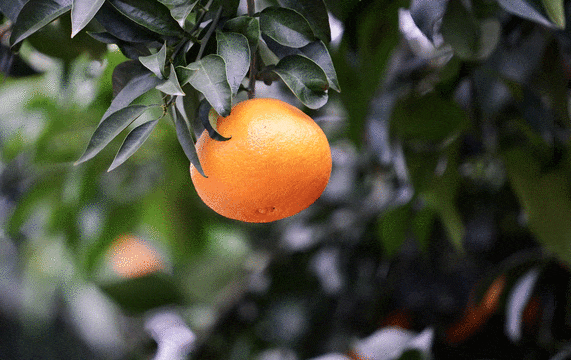 2024年第一批全国名特优新农产品公示成都10个产品上榜(图7)