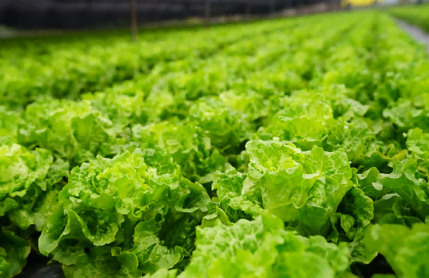 2024年第一批全国名特优新农产品公示成都10个产品上榜(图9)