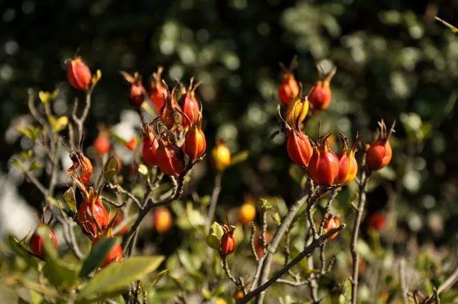 想做好川菜先认识这17种川菜常用的香辛料悟透了下一个大师就是你(图11)