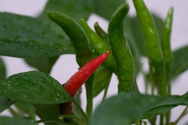 四川辣椒种类全解析：你不可不知的辣椒秘密!(图2)