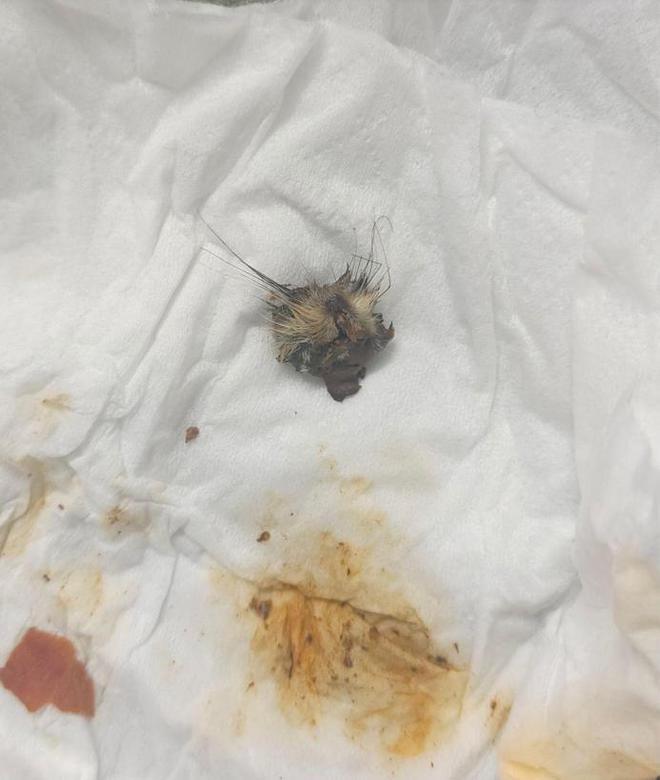 网友称豆瓣酱中吃出鼠头厂家回应：产品中不可能出现新鲜毛发(图1)