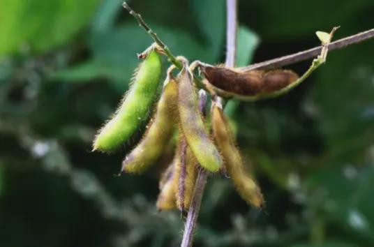 转基因大豆与贸易战争!(图6)