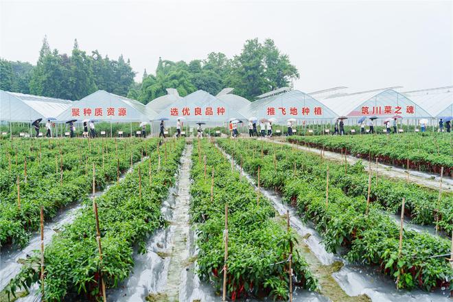 郫县豆瓣产业链为何“辣”么长？源头育种每一勺都“辣”么香(图3)