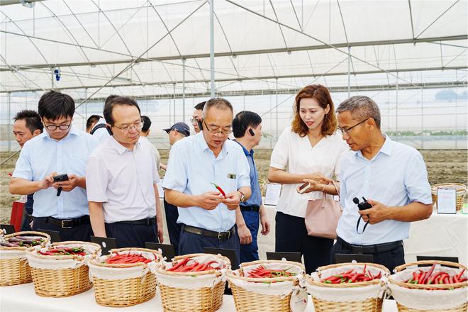 郫县豆瓣产业链为何“辣”么长？源头育种每一勺都“辣”么香(图5)