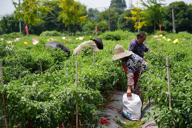 郫县豆瓣产业链为何“辣”么长？源头育种每一勺都“辣”么香(图7)