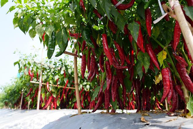 郫县豆瓣产业链为何“辣”么长？源头育种每一勺都“辣”么香(图4)