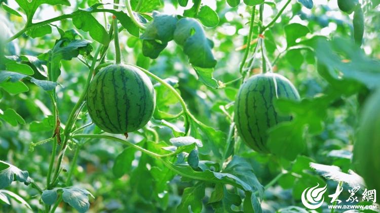 潍有双百双千坊显振兴力量丨农业园区奏响“增收曲”(图1)