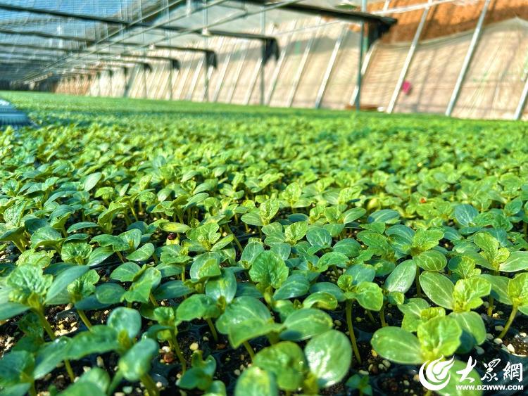 潍有双百双千坊显振兴力量丨农业园区奏响“增收曲”(图2)