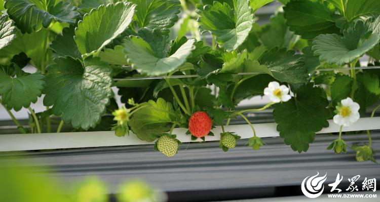 潍有双百双千坊显振兴力量丨农业园区奏响“增收曲”(图4)