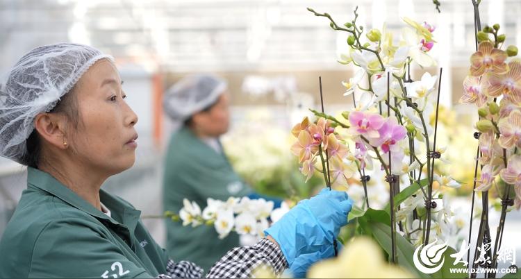 潍有双百双千坊显振兴力量丨农业园区奏响“增收曲”(图5)