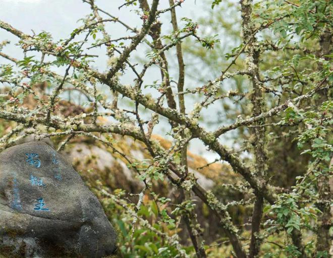 会吃｜从传统到当代南堂馆用“三椒五味”讲述川菜新故事。(图12)