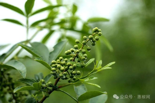 九游娱乐:【快讯】啤酒加入花椒能好喝吗?(图1)