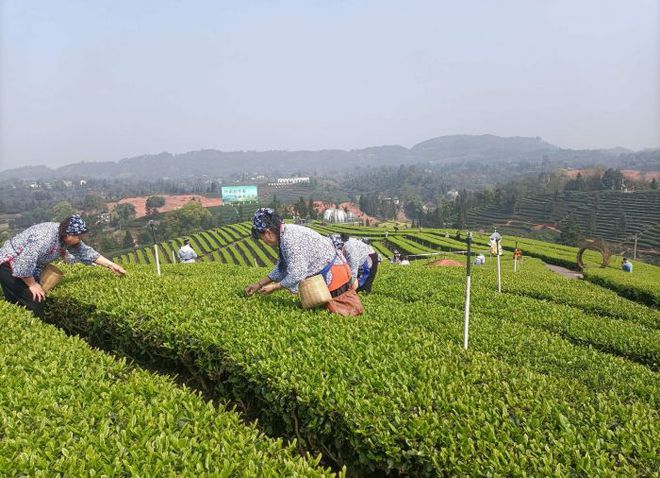 九游娱乐文化：泸州：让舌尖上的产业更有“滋味”(图9)