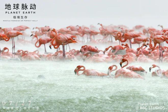 豆瓣2024年高分纪录片推荐(图8)