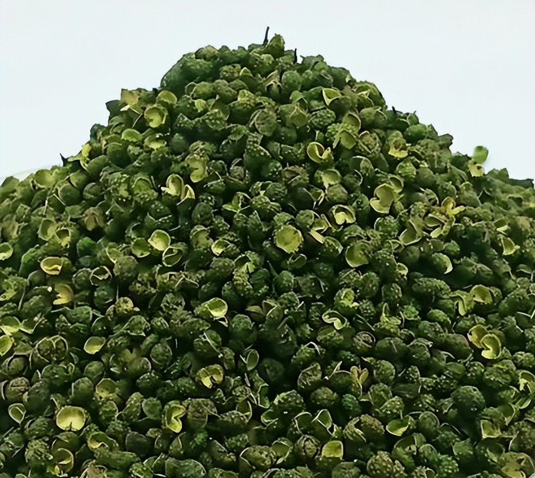 花椒、麻椒和胡椒烹饪中的“三椒”之谜(图2)