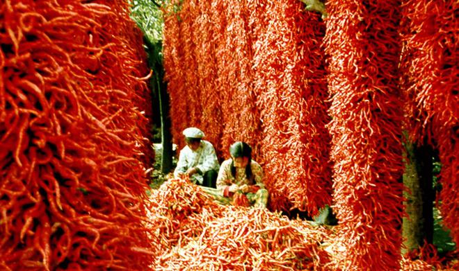 九游娱乐：每天都能见到的辣椒原来并不是中国的本土产物(图2)