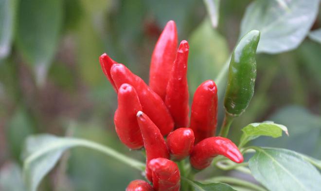 九游娱乐：每天都能见到的辣椒原来并不是中国的本土产物(图1)