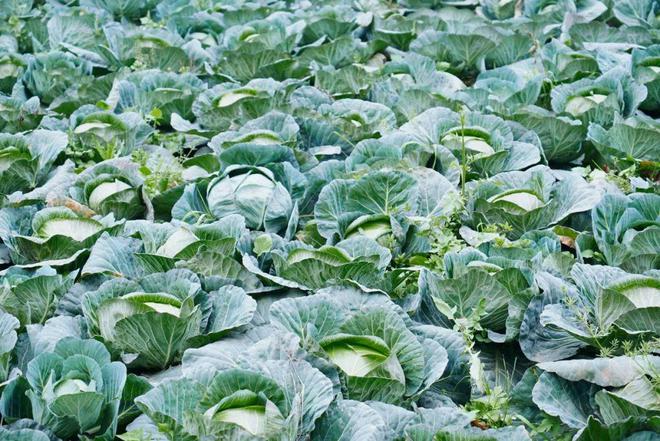 重新打量郫县豆瓣(图24)