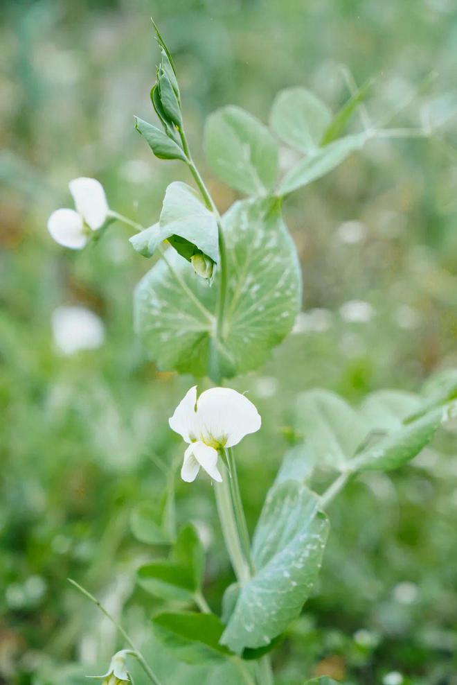 重新打量郫县豆瓣(图30)