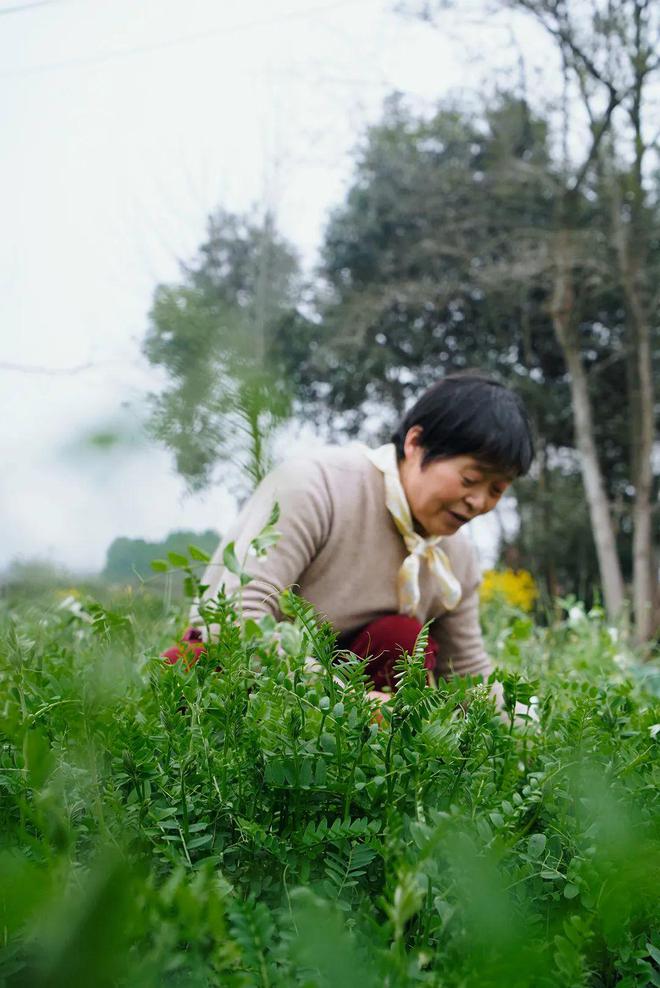 重新打量郫县豆瓣(图25)