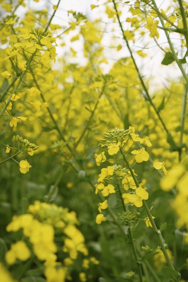 重新打量郫县豆瓣(图27)