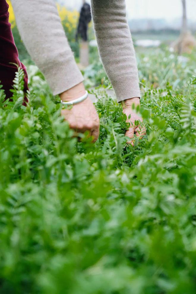 重新打量郫县豆瓣(图26)