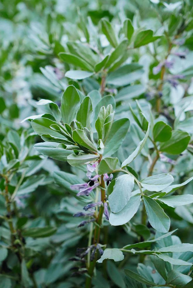 重新打量郫县豆瓣(图28)