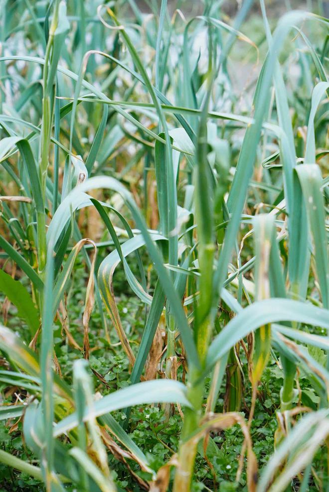 重新打量郫县豆瓣(图29)