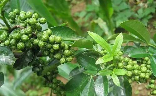 花椒味道极具侵略性、刺激、上瘾被誉为中餐调味料之首(图2)