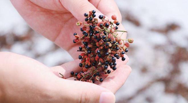 花椒味道极具侵略性、刺激、上瘾被誉为中餐调味料之首(图3)