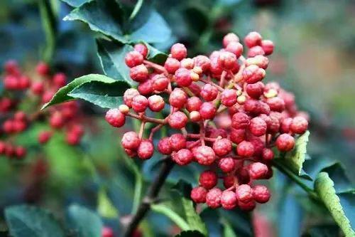 花椒味道极具侵略性、刺激、上瘾被誉为中餐调味料之首(图1)