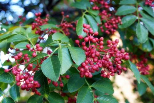 川菜的常用调味品有哪些？(图4)