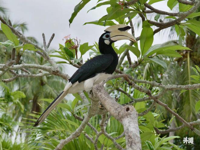为什么杨紫琼、帕瓦罗蒂都爱这家度假村(图9)