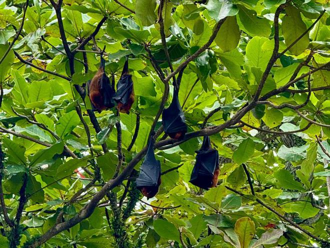 为什么杨紫琼、帕瓦罗蒂都爱这家度假村(图8)