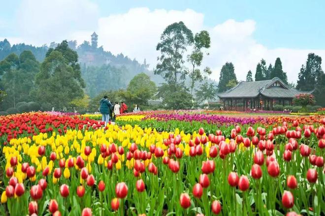 赶紧收藏新津3条新春旅游路线→(图15)