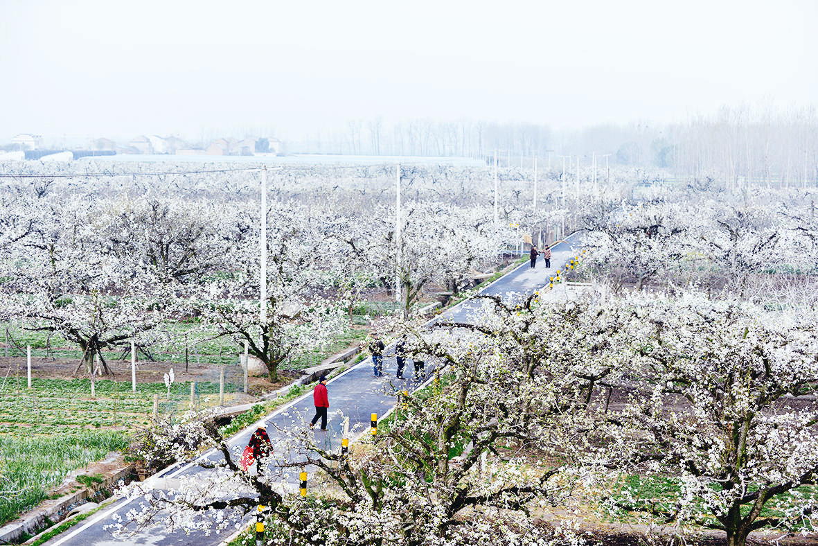“花漾曙光”春日经济热力十足(图1)