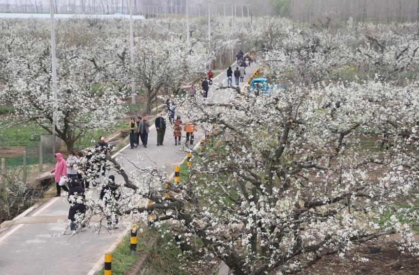 安徽泗县：“花漾经济”铺就农文旅融合致富路(图1)