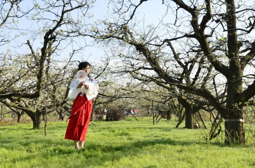 安徽泗县：“花漾经济”铺就农文旅融合致富路(图4)