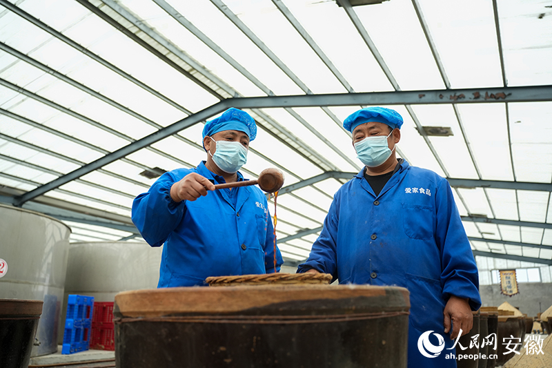 安徽涡阳：点豆成“金”(图1)