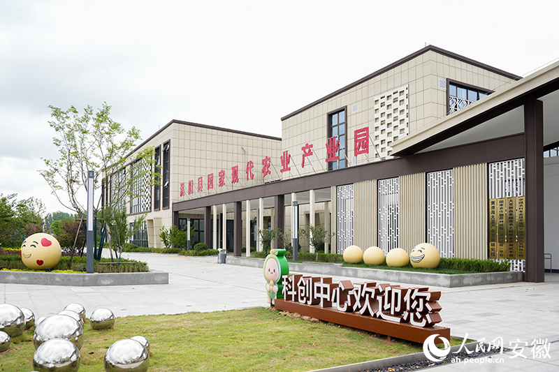 安徽涡阳：点豆成“金”(图2)