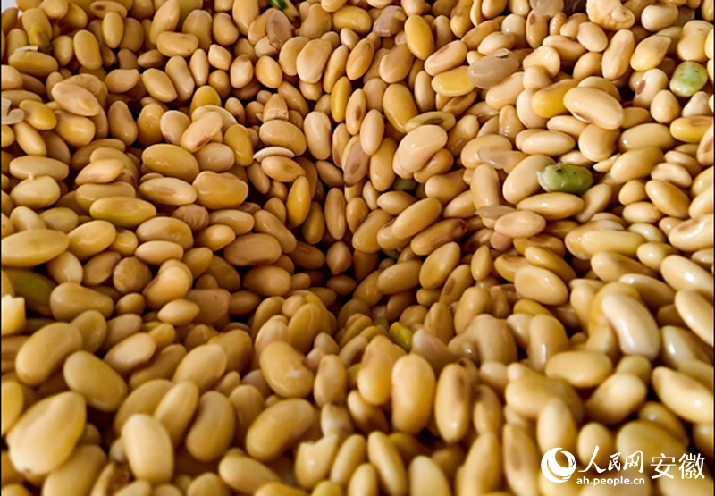 安徽涡阳：点豆成“金”(图3)