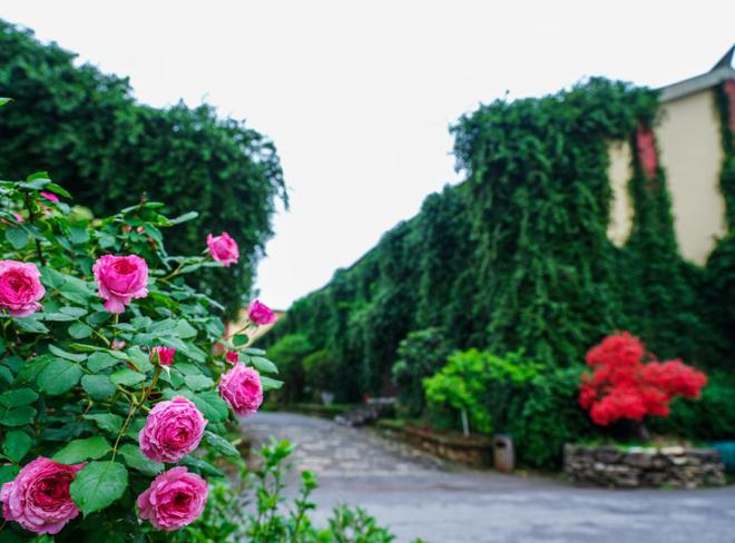 外籍摄影师都赞叹！岳阳这座生态工厂藏着怎样的“磁力”密码？(图2)