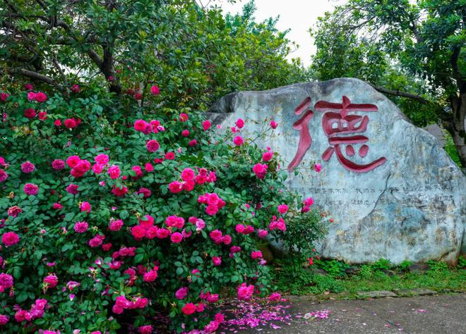 外籍摄影师都赞叹！岳阳这座生态工厂藏着怎样的“磁力”密码？(图8)