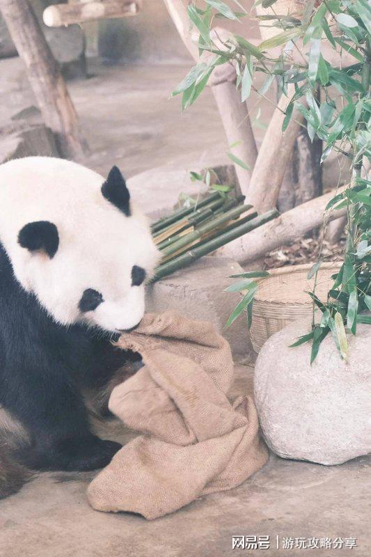 四川6日游最佳路线图成都六日游最佳路线推荐看完就可出发(图5)