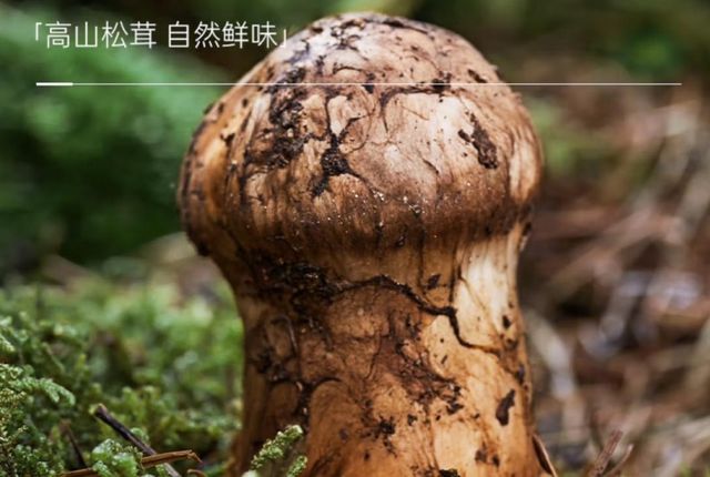 京东超市携手松鲜鲜开创松茸调味新赛道上线个月跃居酱油新品榜TOP1(图2)