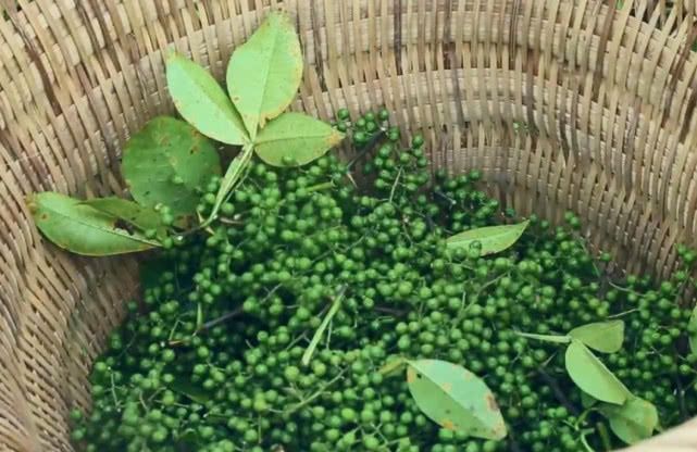 川菜必备的“灵魂配料”看似小清新但一咬破瞬间能麻痹舌头(图2)