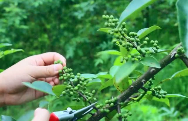 川菜必备的“灵魂配料”看似小清新但一咬破瞬间能麻痹舌头(图1)