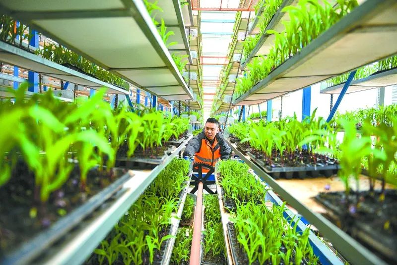 九游娱乐：四川南充市一季度农业数据飘红(图2)